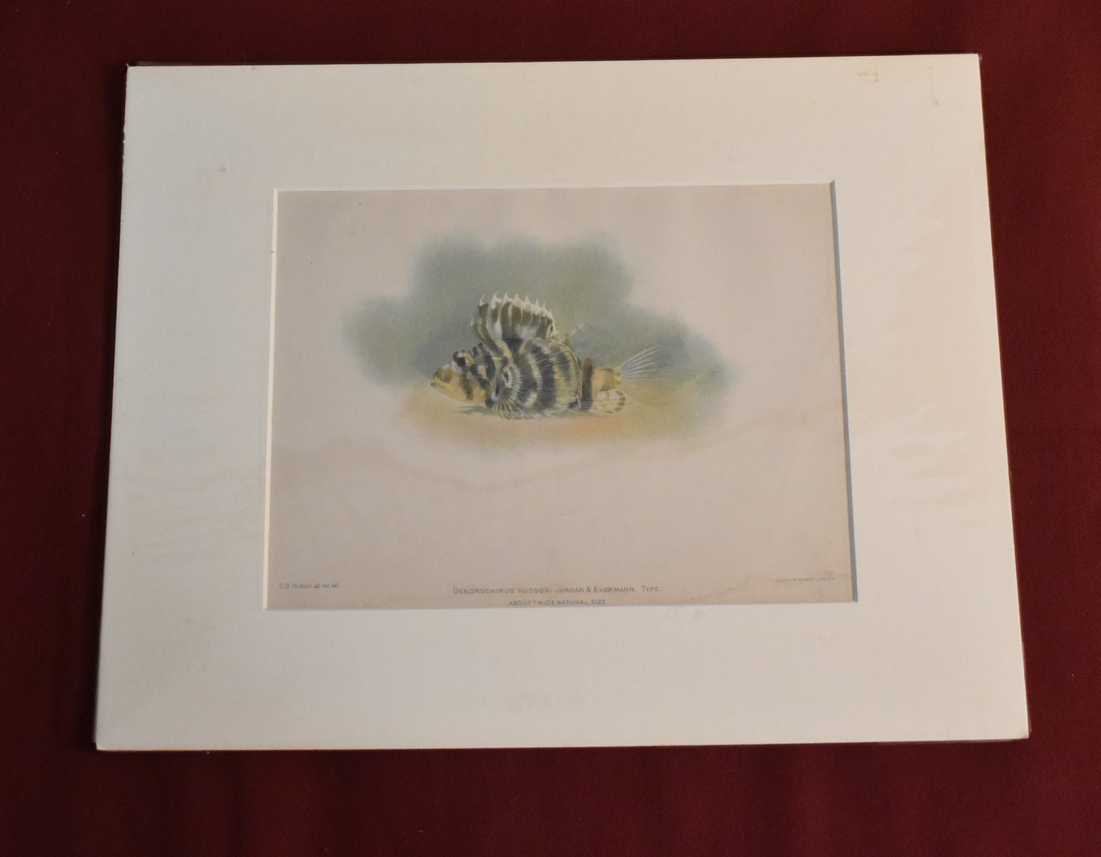 Etching Fish Print, DENDROCHIRUS HUDSONI, JORDAN & EVERMANN. C.B. Hudson and Julius Bien and co