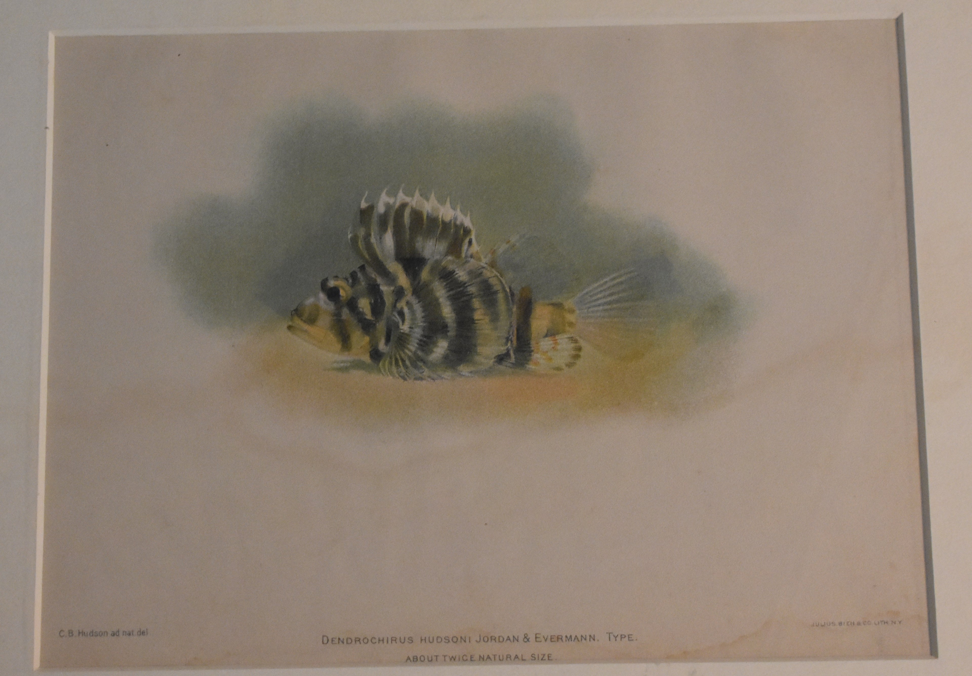 Etching Fish Print, DENDROCHIRUS HUDSONI, JORDAN & EVERMANN. C.B. Hudson and Julius Bien and co