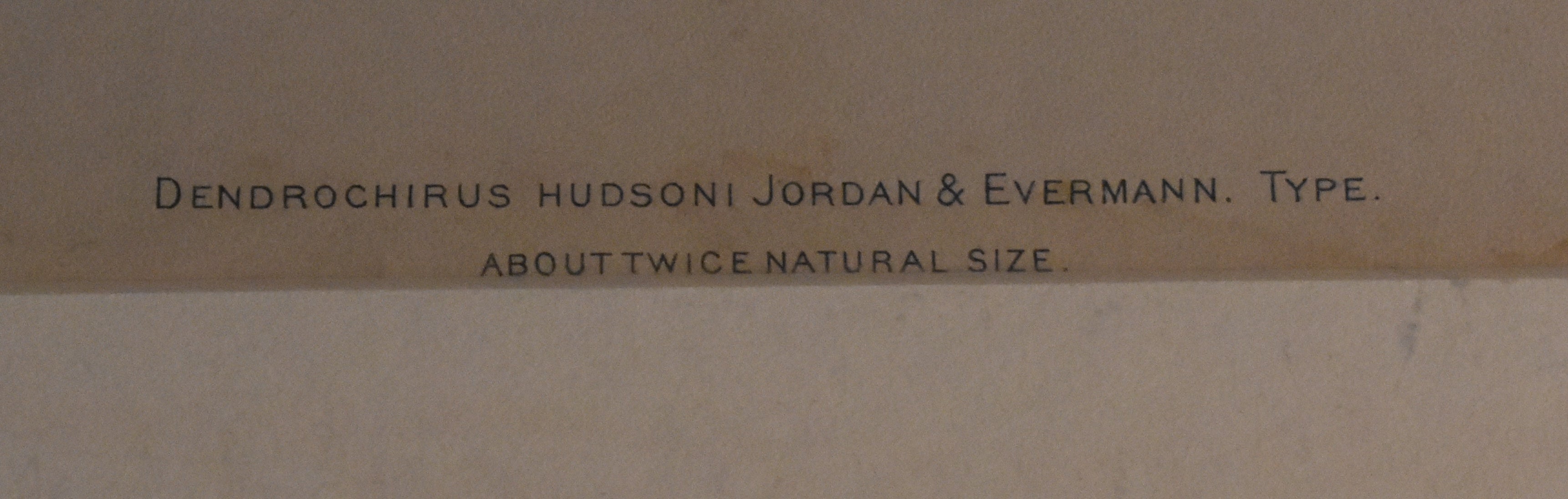 Etching Fish Print, DENDROCHIRUS HUDSONI, JORDAN & EVERMANN. C.B. Hudson and Julius Bien and co