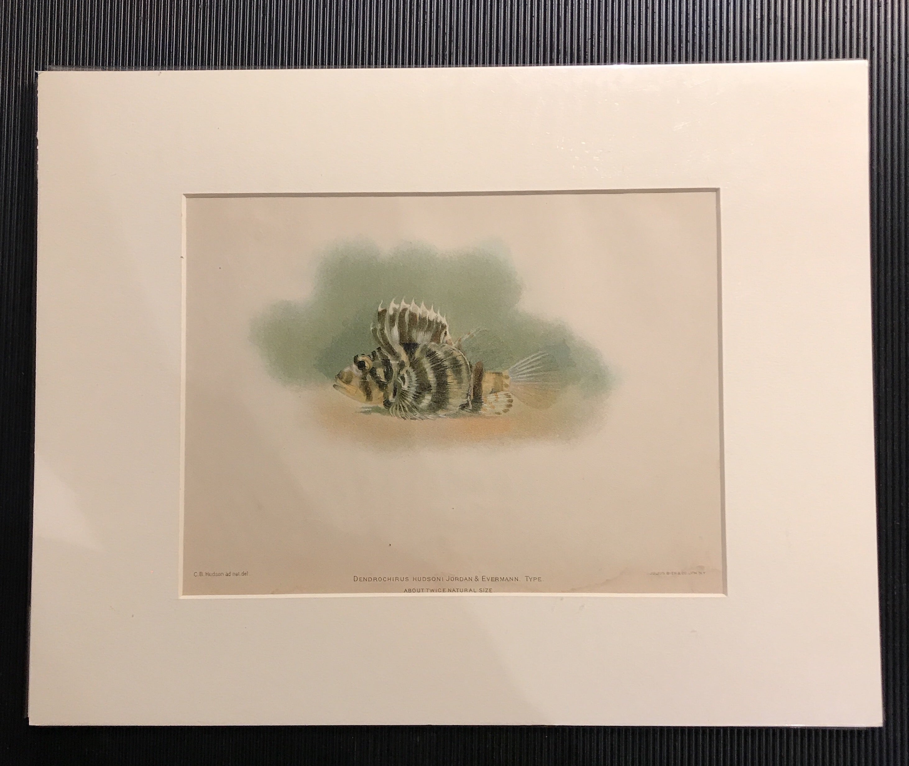Etching Fish Print, DENDROCHIRUS HUDSONI, JORDAN & EVERMANN. C.B. Hudson and Julius Bien and co