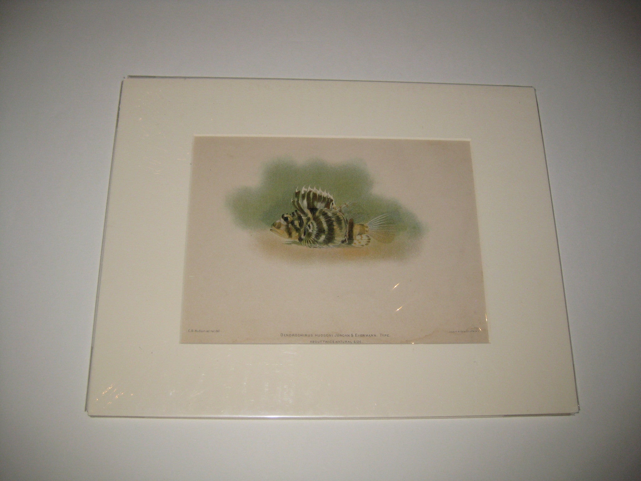 Etching Fish Print, DENDROCHIRUS HUDSONI, JORDAN & EVERMANN. C.B. Hudson and Julius Bien and co